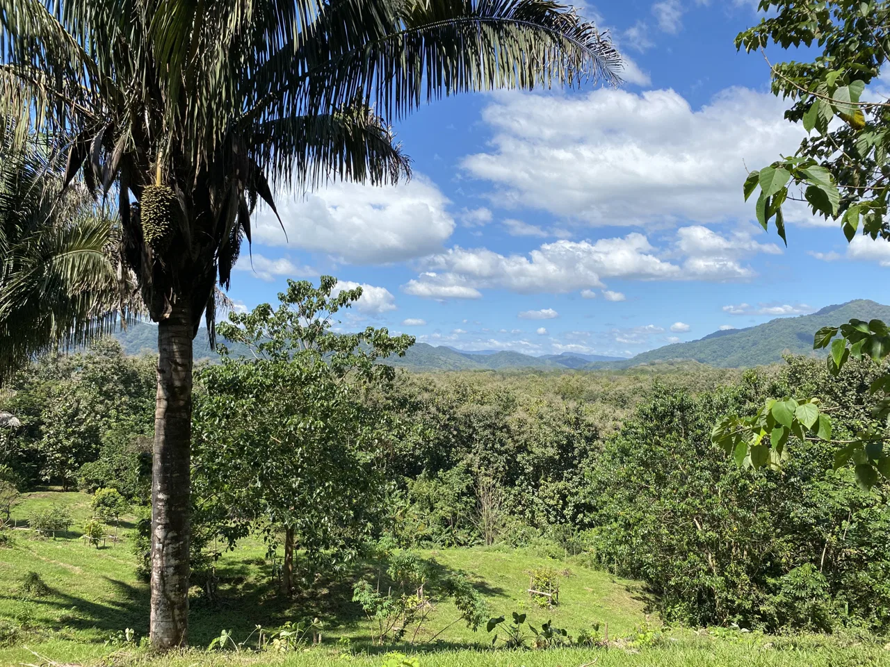 359 Acre Farm with Ocean View Flat Lands, Sustainable Teak Wood, & Native Forest