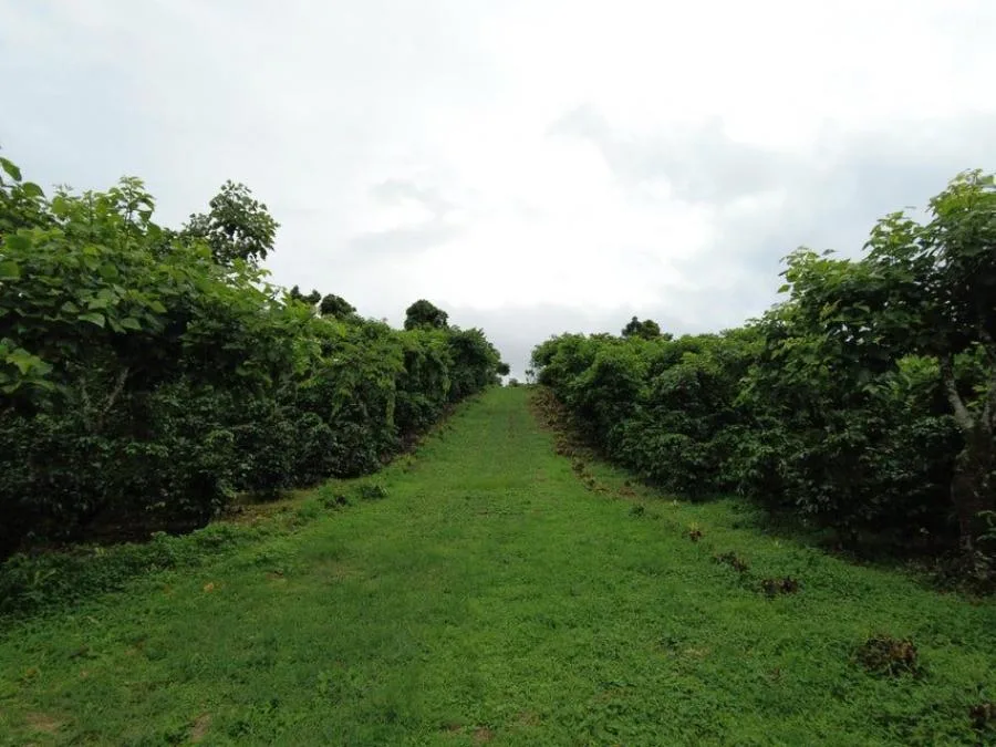 venta de lote en alajuela canton san ramon - Venta en San Ramón