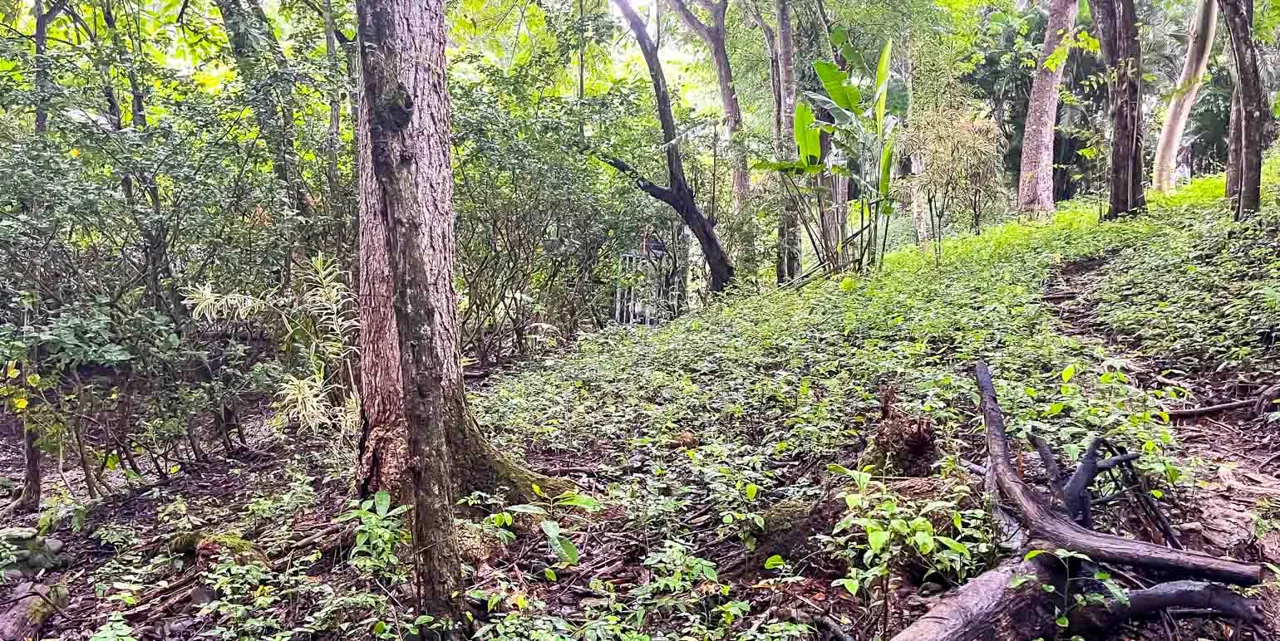 Prime Commercial Lot Just Minutes from Manzanillo Beach