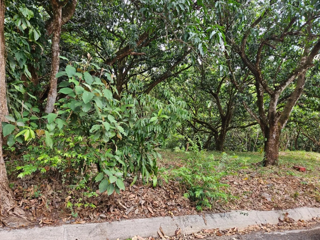 Lote tipo Quinta cerca del centro de San Pablo Turrubares Propiedades a 10 min de Ruta 27, con todos los servicios  - Venta en Turrubares, photo 5