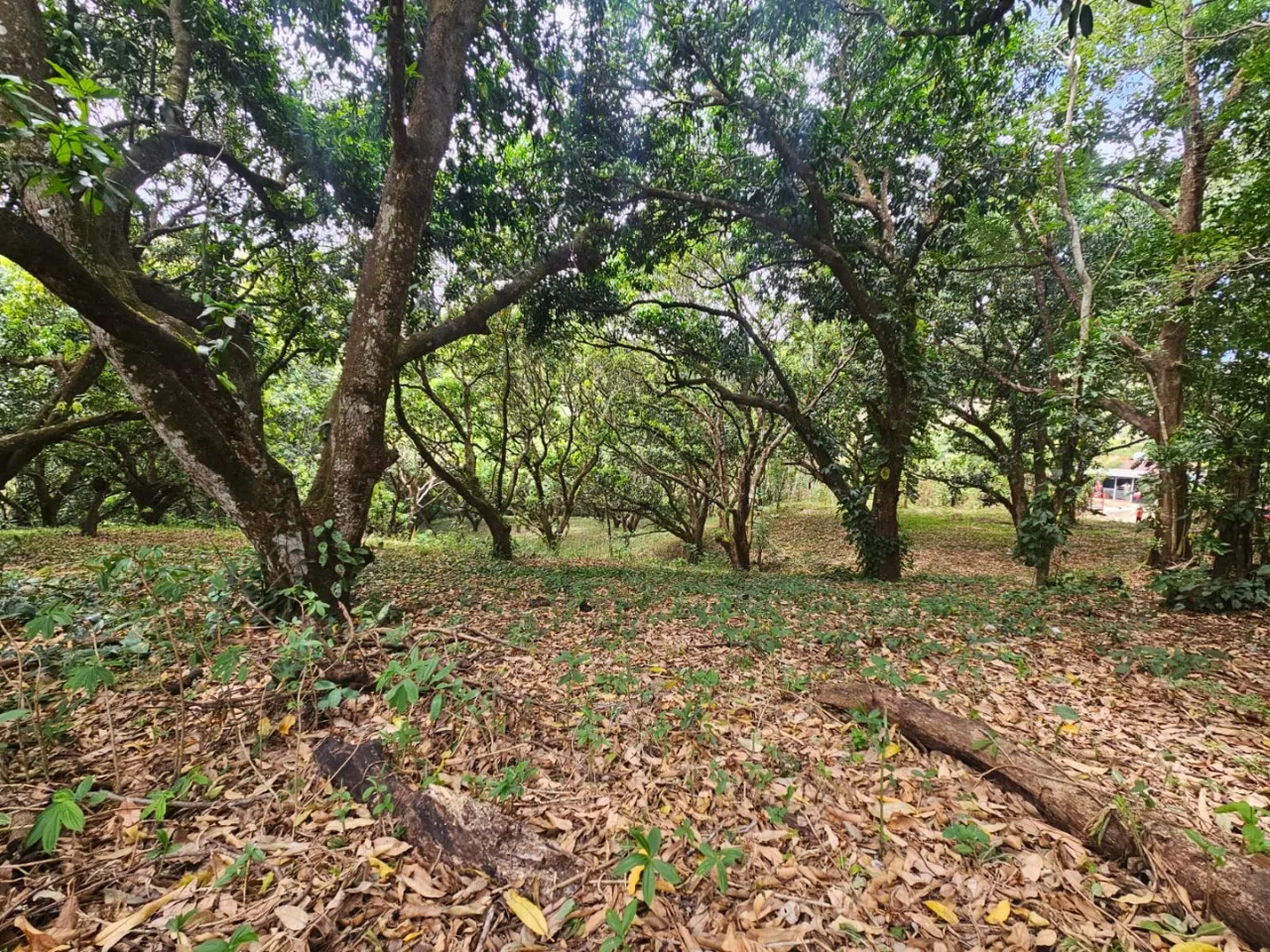 Lote tipo Quinta cerca del centro de San Pablo Turrubares Propiedades a 10 min de Ruta 27, con todos los servicios  - Venta en Turrubares, photo 7