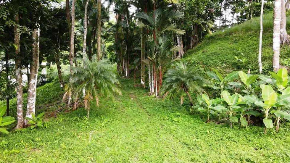 GORGEOUS OCEAN VIEW LOT IN UVITA – 1.43 ACRES, photo 12