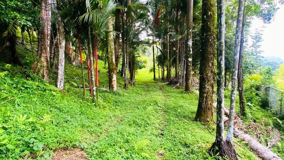 GORGEOUS OCEAN VIEW LOT IN UVITA – 1.43 ACRES, photo 17