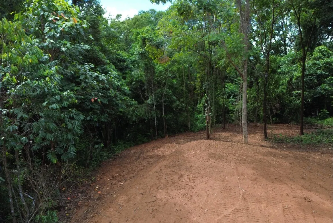 JUNGLE BUILDING PROPERTY NEAR TO THE CREEK, IN TORTUGA  ARRIBA – 2.41 ACRES, photo 18