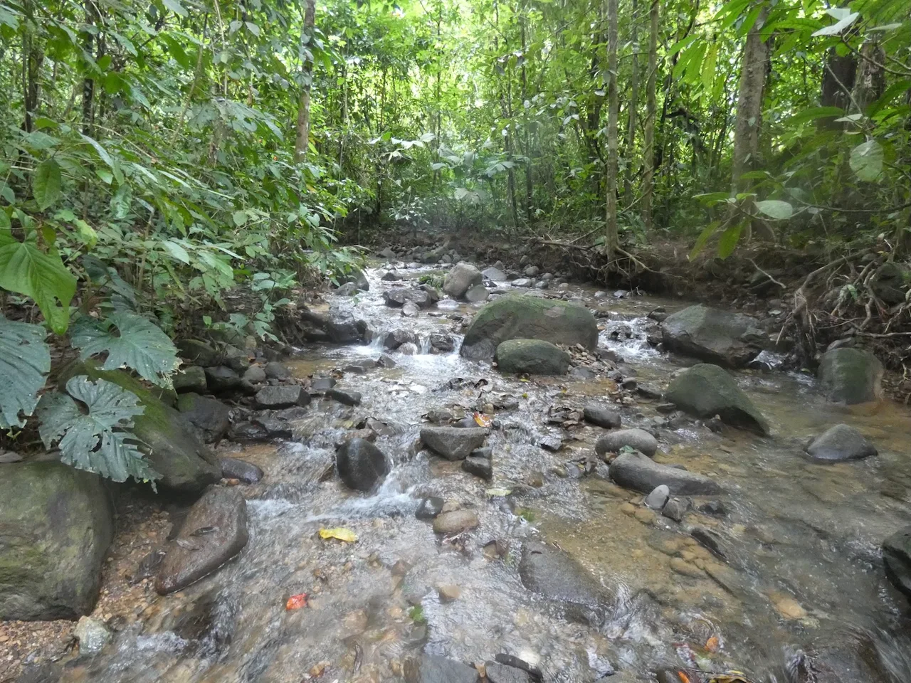 JUNGLE BUILDING PROPERTY NEAR TO THE CREEK, IN TORTUGA  ARRIBA – 2.41 ACRES, photo 23