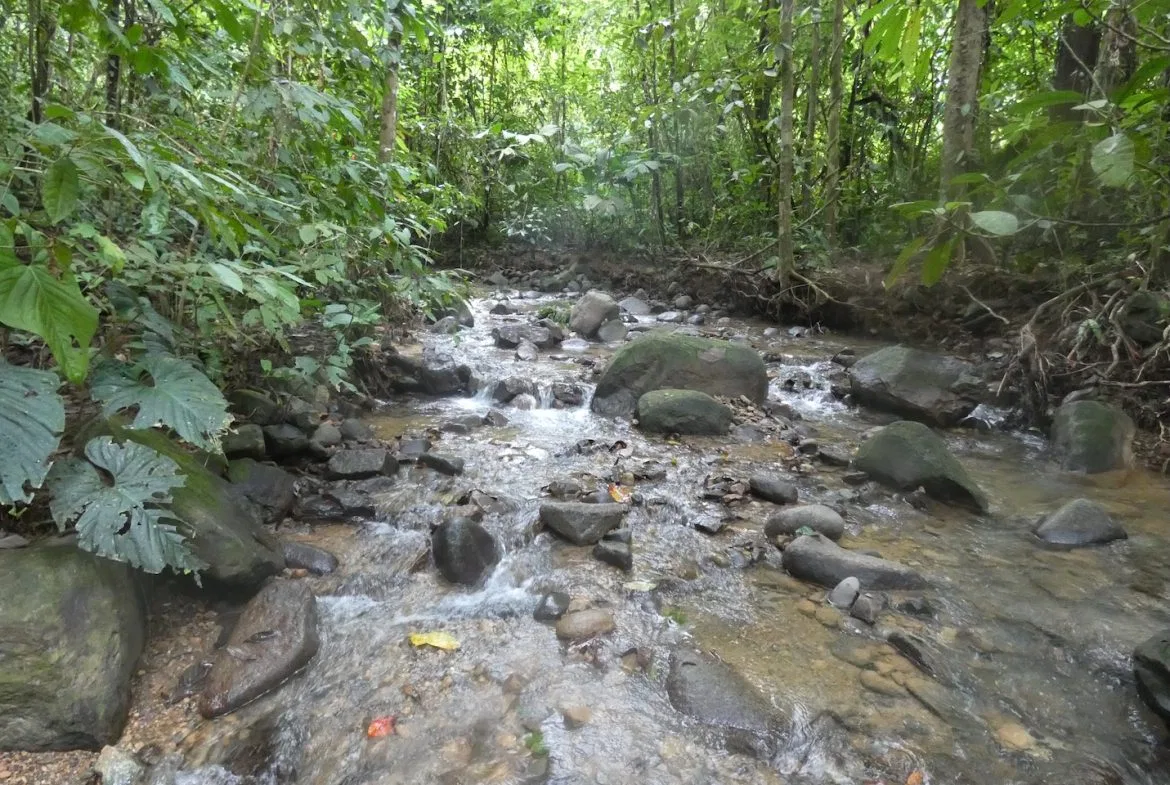 JUNGLE BUILDING PROPERTY NEAR TO THE CREEK, IN TORTUGA  ARRIBA – 2.41 ACRES, photo 24