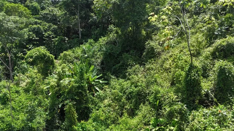 Exquisite Jungle property with Ocean View | Gated Community in Ojochal 3