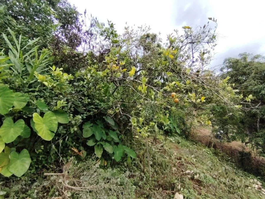 LOTE DE 1.752M²EN SANTA ELENA ZONA SEGURA Y CON PLUSVALÍA. - Venta en Perez Zeledón, photo 11