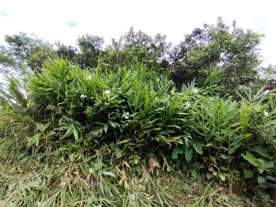 LOTE DE 1.752M²EN SANTA ELENA ZONA SEGURA Y CON PLUSVALÍA. - Venta en Perez Zeledón, photo 14