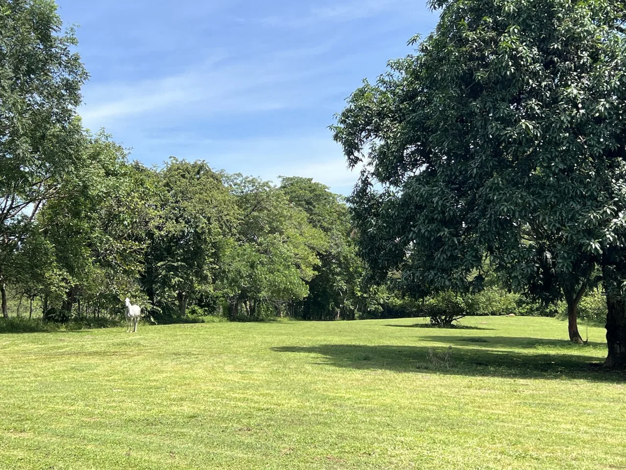 A 30.9 Acre Serene Paradise Beckons: Your Dream Property Awaits in Costa Rica