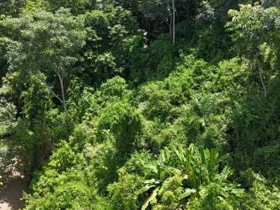 Exquisita propiedad en la selva con vista al mar | Condominio cerrado en Ojochal, photo 5