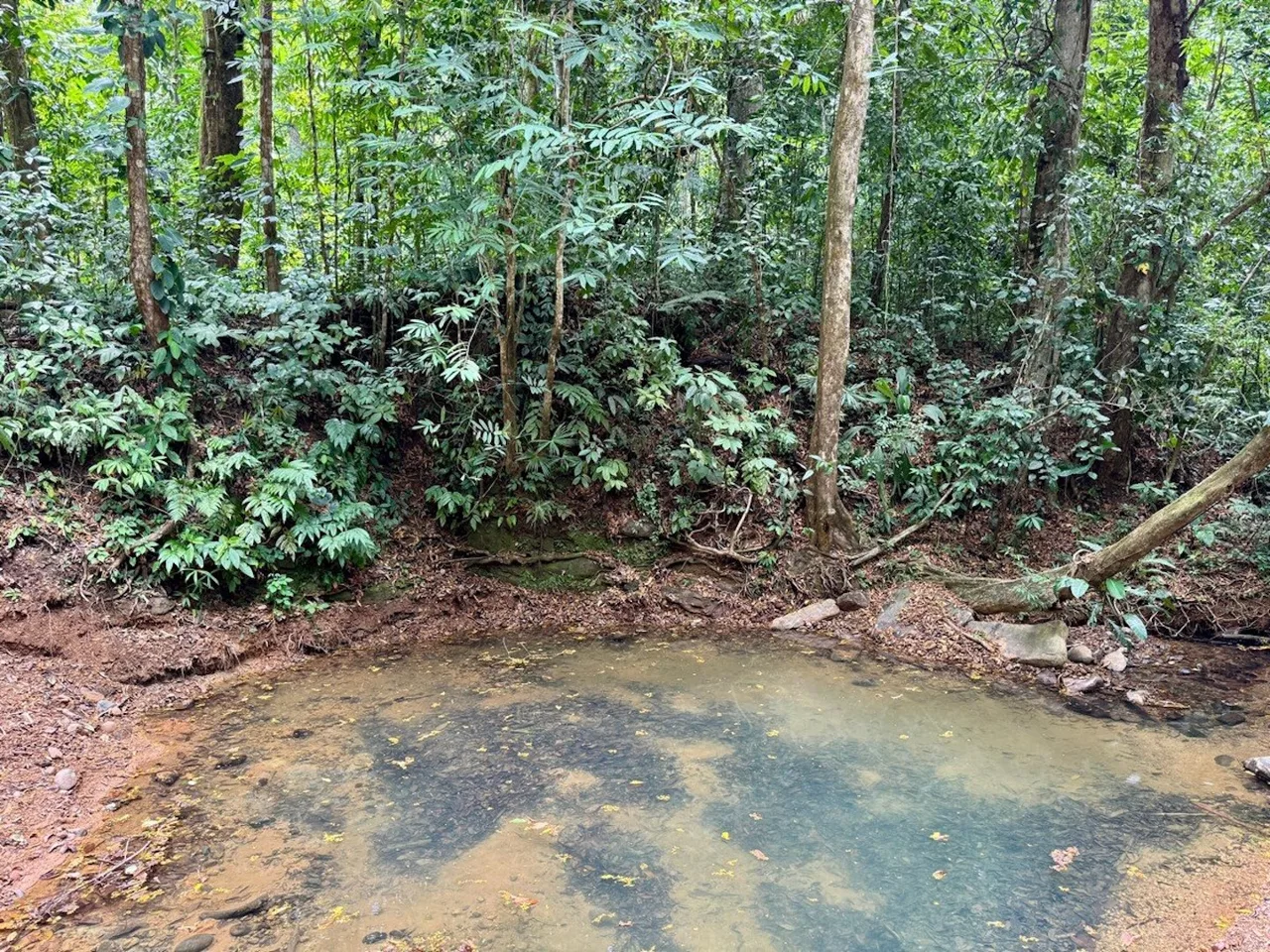 BUILDING PROPERTY NEAR TO THE CREEK AND PUBLIC ROAD IN FRONT, IN PLATANILLO – 1.9 ACRES, photo 12