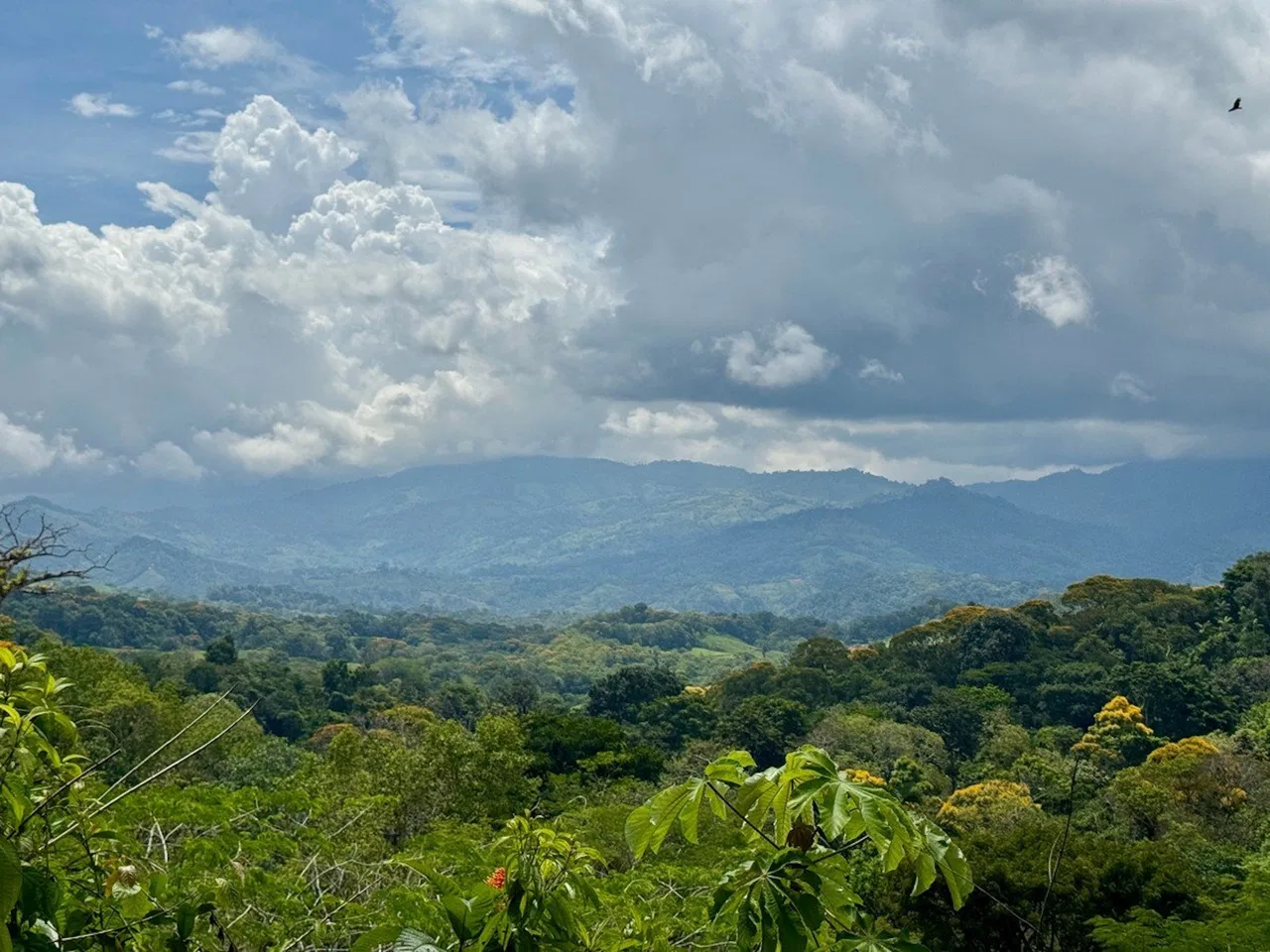 BUILDING PROPERTY NEAR TO THE CREEK AND PUBLIC ROAD IN FRONT, IN PLATANILLO – 1.9 ACRES, photo 13