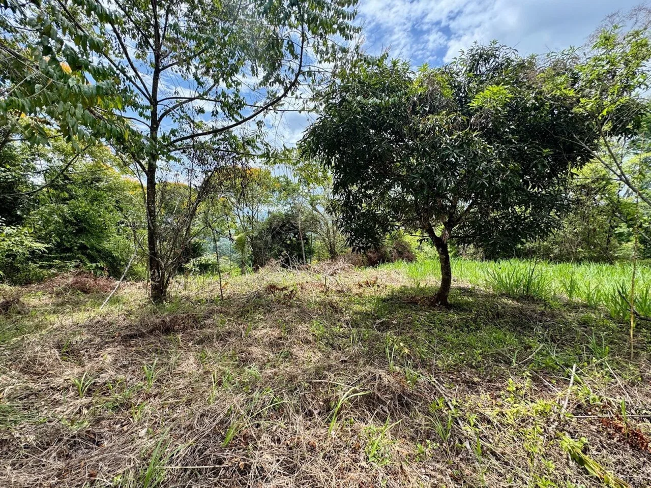 BUILDING PROPERTY NEAR TO THE CREEK AND PUBLIC ROAD IN FRONT, IN PLATANILLO – 1.9 ACRES, photo 3