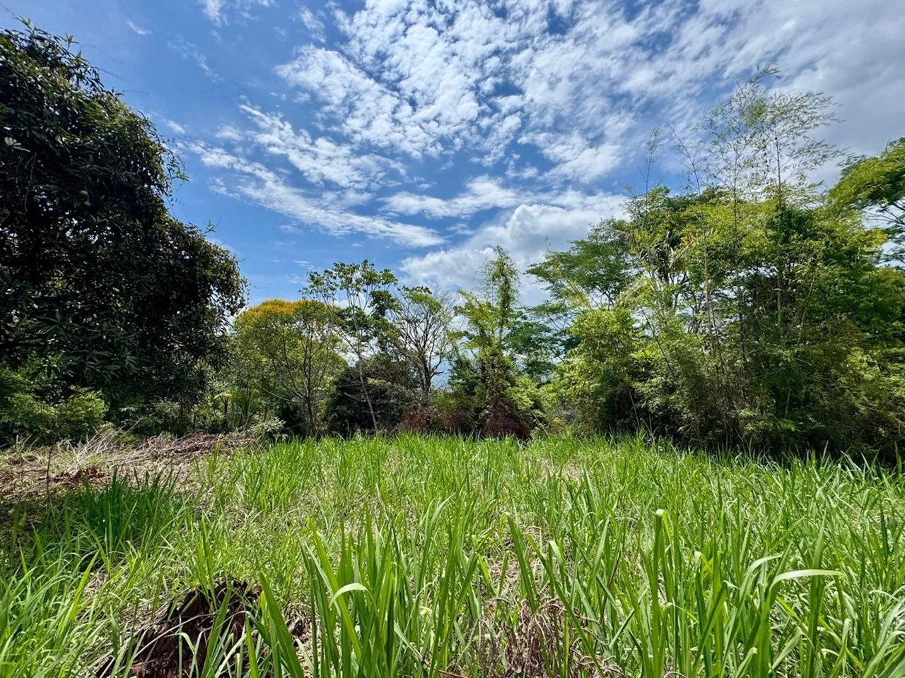 BUILDING PROPERTY NEAR TO THE CREEK AND PUBLIC ROAD IN FRONT, IN PLATANILLO – 1.9 ACRES, photo 5