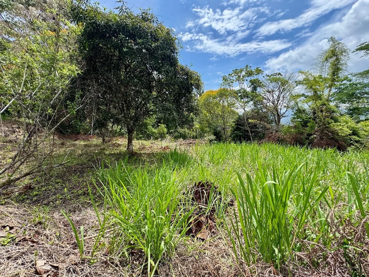 BUILDING PROPERTY NEAR TO THE CREEK AND PUBLIC ROAD IN FRONT, IN PLATANILLO – 1.9 ACRES, photo 6