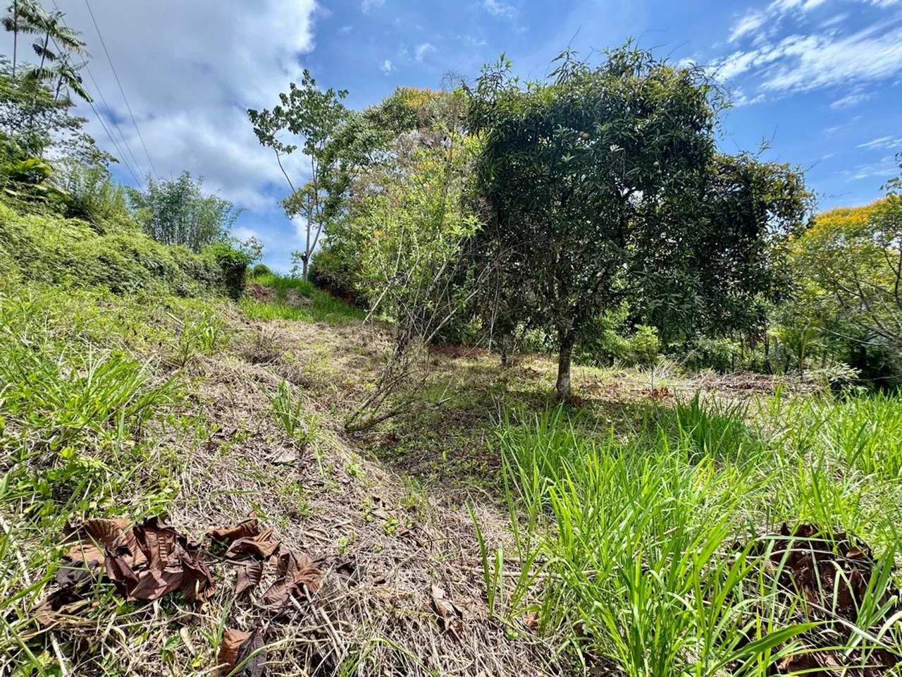 BUILDING PROPERTY NEAR TO THE CREEK AND PUBLIC ROAD IN FRONT, IN PLATANILLO – 1.9 ACRES, photo 8