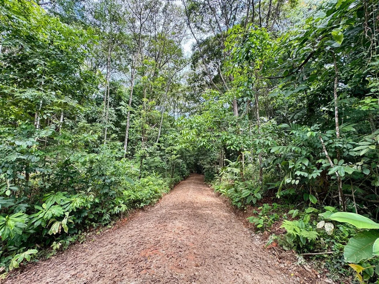 BUILDING PROPERTY NEAR TO THE CREEK AND PUBLIC ROAD IN FRONT, IN PLATANILLO – 1.9 ACRES, photo 9