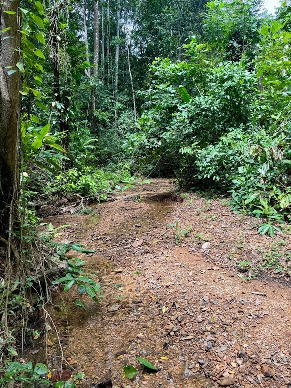 BUILDING PROPERTY NEAR TO THE CREEK AND PUBLIC ROAD IN FRONT, IN PLATANILLO – 1.9 ACRES, photo 10