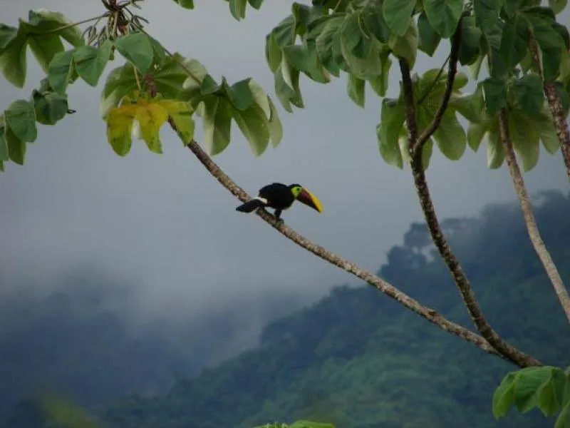 Developments For Sale in Dominical, photo 3