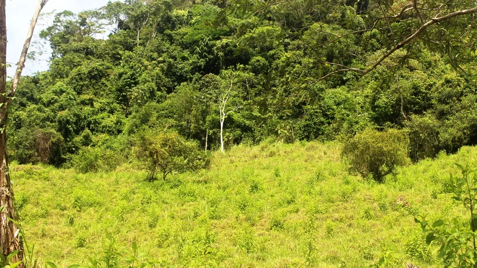 FARM IN UVITA WITH WATERFALLS AND OCEAN VIEWS – 72 ACRES, photo 15