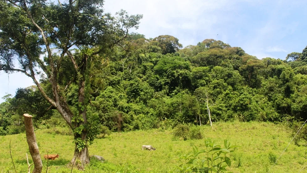 FARM IN UVITA WITH WATERFALLS AND OCEAN VIEWS – 72 ACRES, photo 6