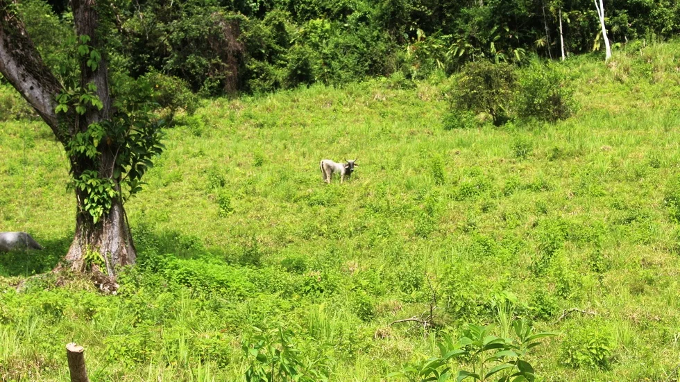 FARM IN UVITA WITH WATERFALLS AND OCEAN VIEWS – 72 ACRES, photo 7