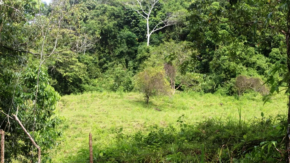FARM IN UVITA WITH WATERFALLS AND OCEAN VIEWS – 72 ACRES, photo 8