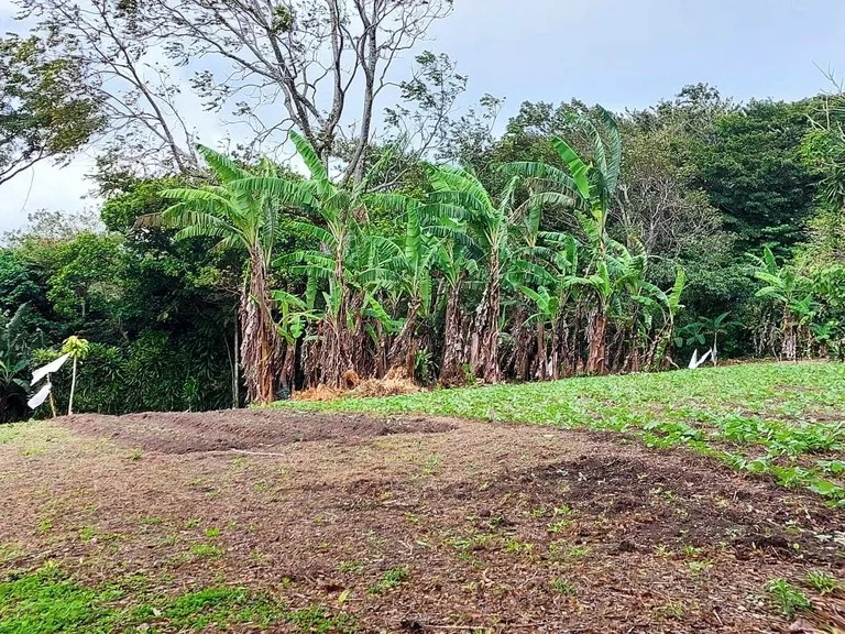 Home Construction Site in Nuevo Tronadora, photo 4