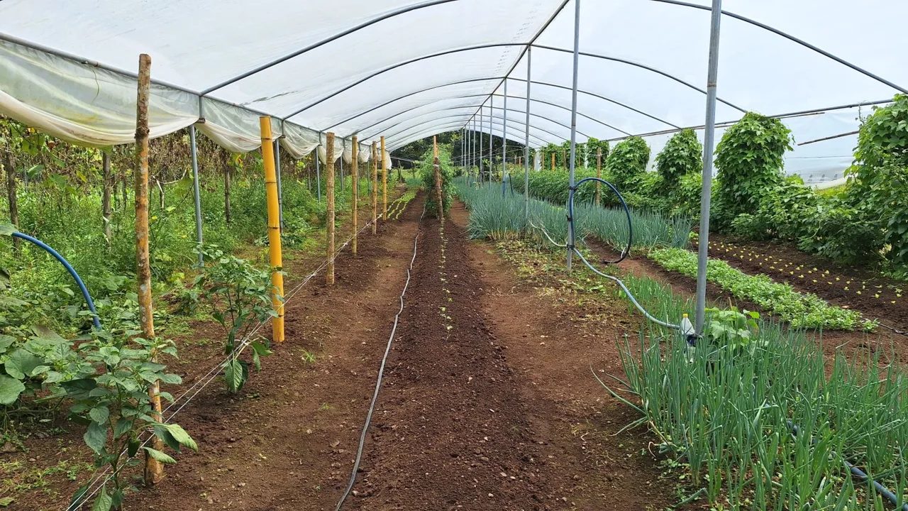 Beautiful Organic Farm For Sale In The Heart Of Cajon Perez Zeledon, High Potential Property, photo 11