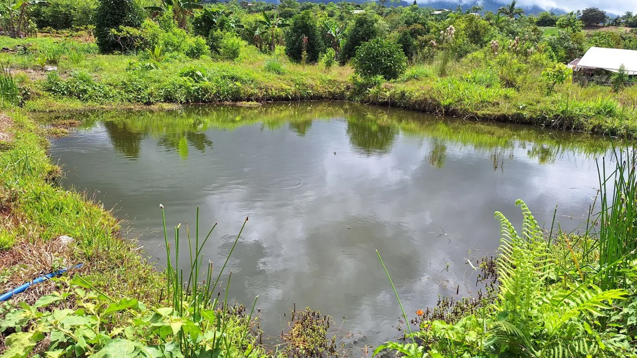 Beautiful Organic Farm For Sale In The Heart Of Cajon Perez Zeledon, High Potential Property, photo 12