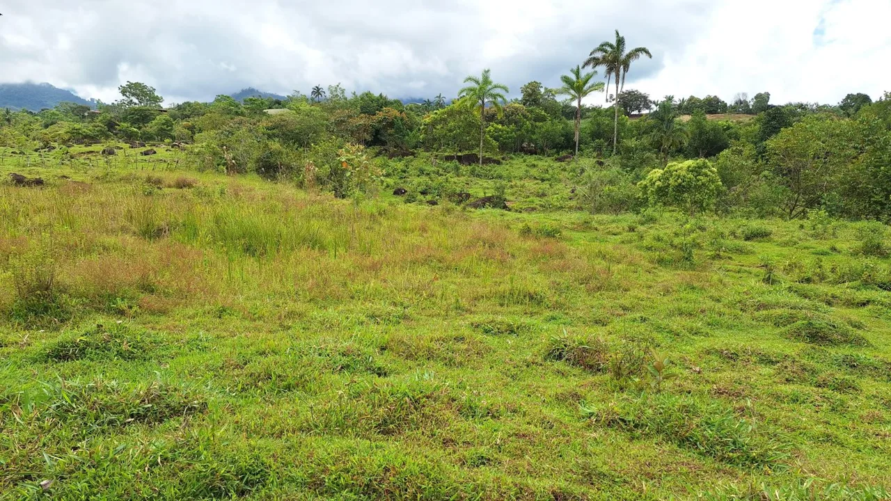 Beautiful Organic Farm For Sale In The Heart Of Cajon Perez Zeledon, High Potential Property, photo 14