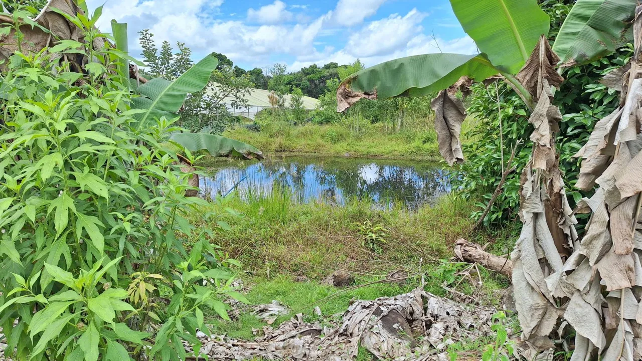 Beautiful Organic Farm For Sale In The Heart Of Cajon Perez Zeledon, High Potential Property, photo 15