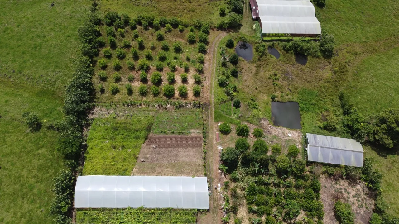 Beautiful Organic Farm For Sale In The Heart Of Cajon Perez Zeledon, High Potential Property, photo 6