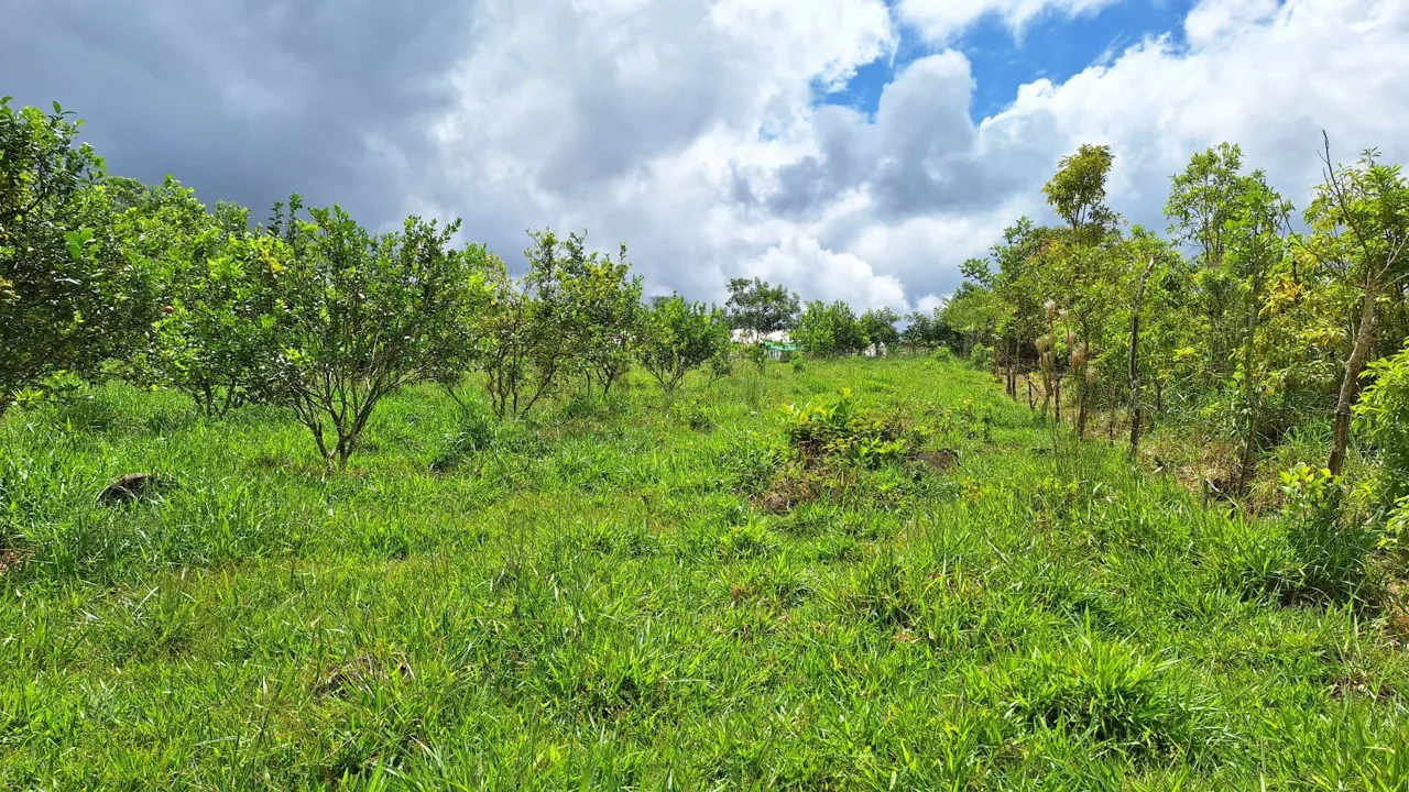Beautiful Organic Farm For Sale In The Heart Of Cajon Perez Zeledon, High Potential Property, photo 7