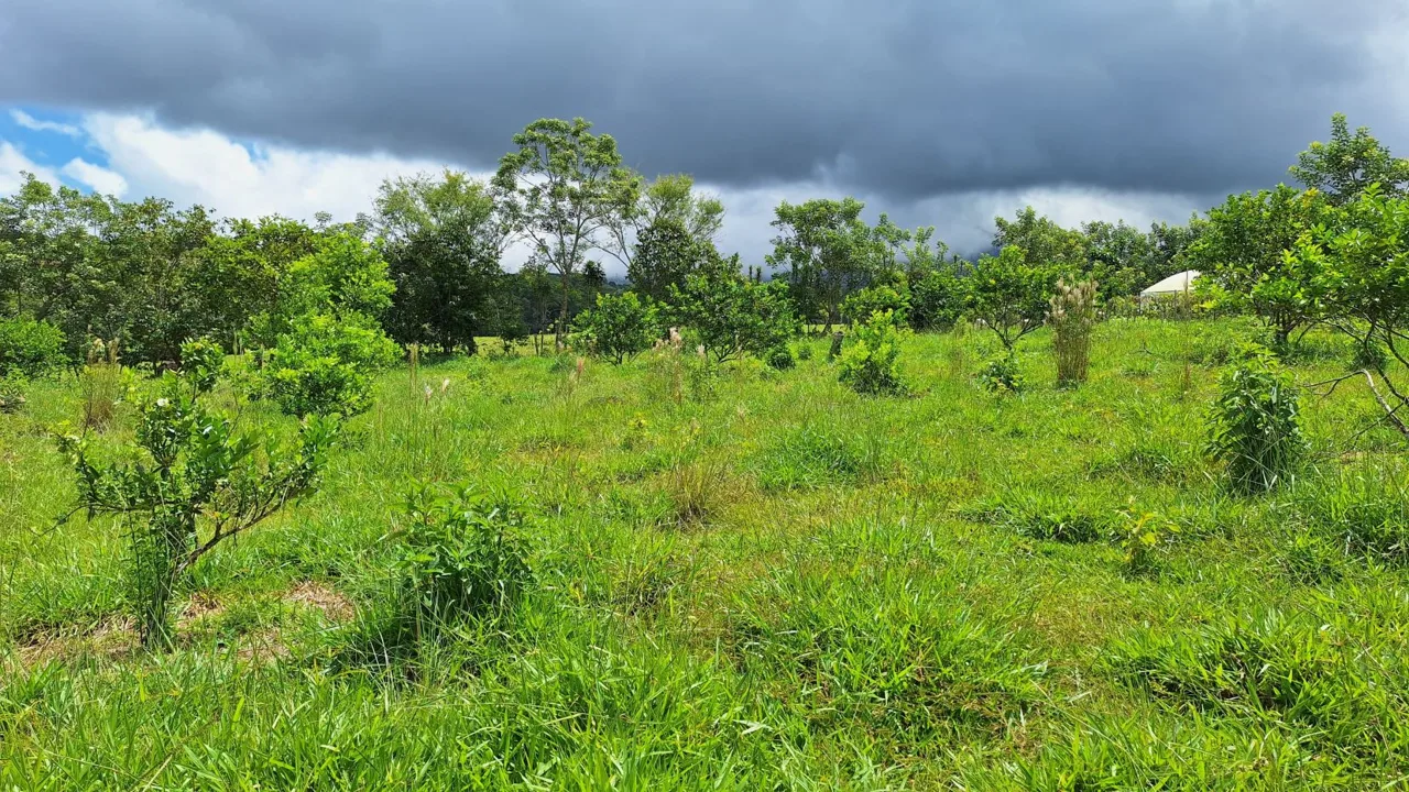 Beautiful Organic Farm For Sale In The Heart Of Cajon Perez Zeledon, High Potential Property, photo 8