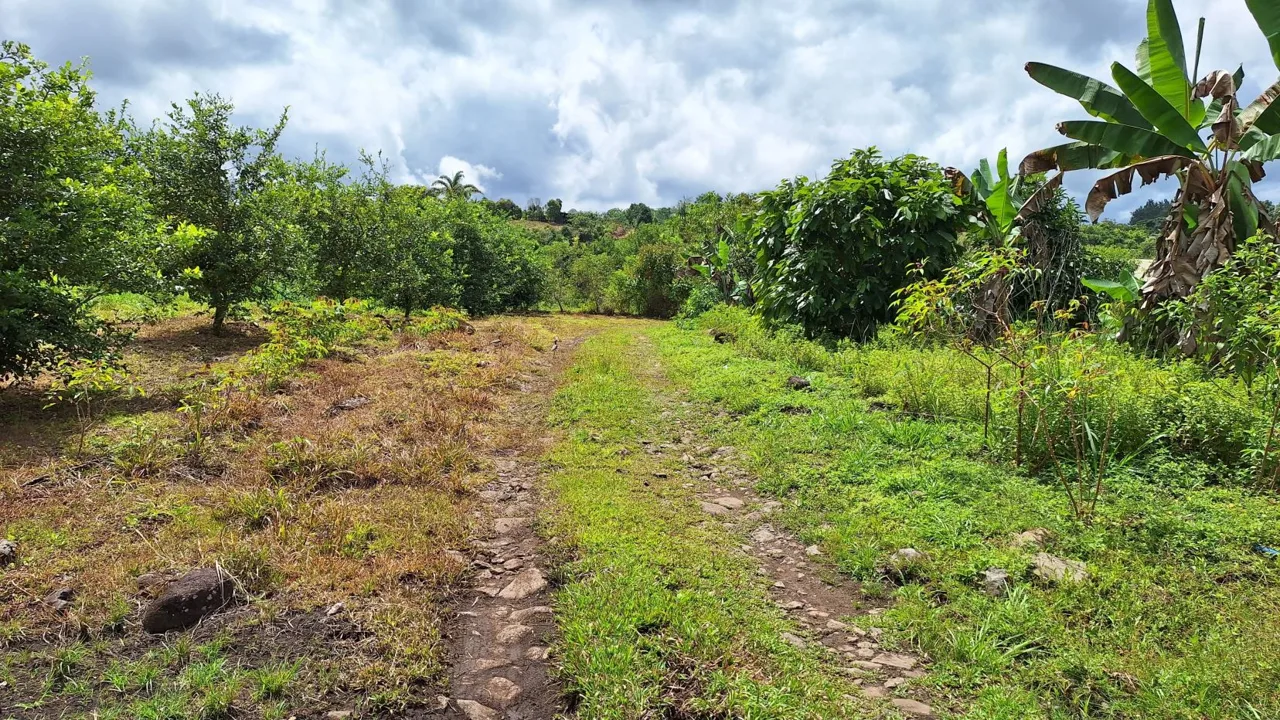 Beautiful Organic Farm For Sale In The Heart Of Cajon Perez Zeledon, High Potential Property, photo 9