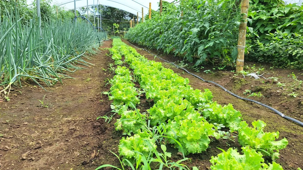 Beautiful Organic Farm For Sale In The Heart Of Cajon Perez Zeledon, High Potential Property, photo 10