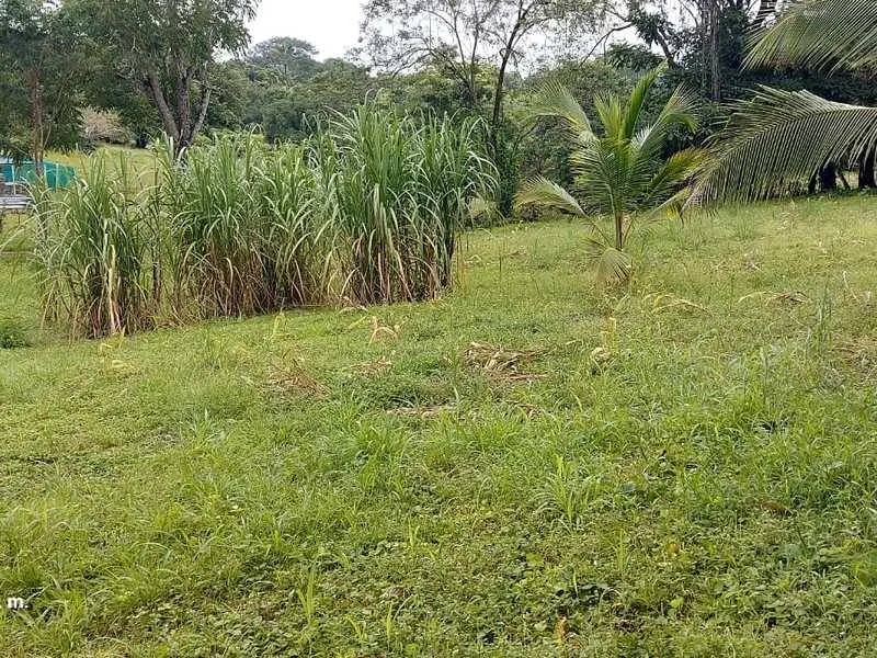 Land For Sale in Delicias, photo 3