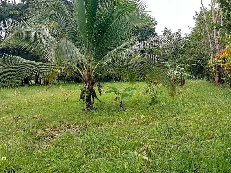 Land For Sale in Delicias, photo 4