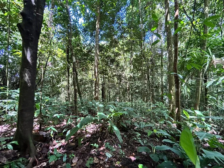 Finca Las Cataratas in Ballena: Mountain Home Construction Site For Sale in Bahía Ballena, photo 2