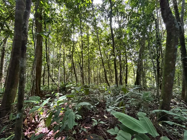 Finca Las Cataratas in Ballena: Mountain Home Construction Site For Sale in Bahía Ballena, photo 13