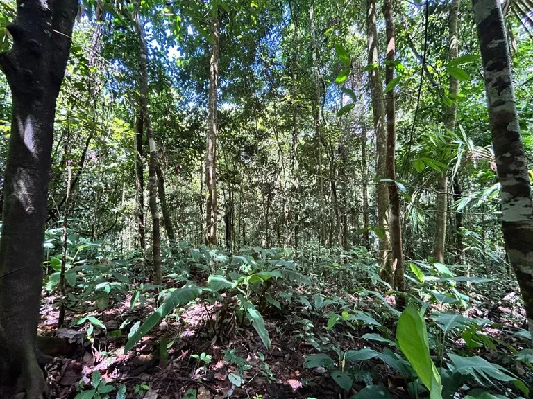 Finca Las Cataratas in Ballena: Mountain Home Construction Site For Sale in Bahía Ballena, photo 3