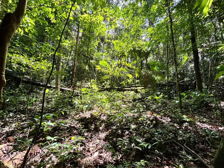 Finca Las Cataratas in Ballena: Mountain Home Construction Site For Sale in Bahía Ballena, photo 5