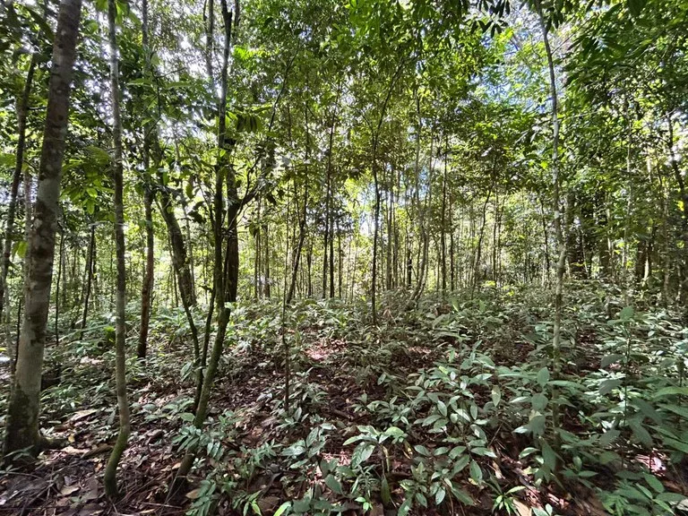 Finca Las Cataratas in Ballena: Mountain Home Construction Site For Sale in Bahía Ballena, photo 6