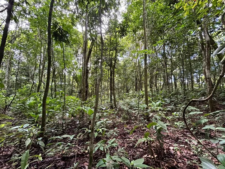 Finca Las Cataratas in Ballena: Mountain Home Construction Site For Sale in Bahía Ballena, photo 7