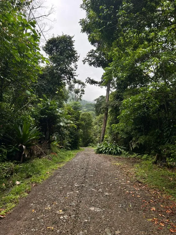 Finca Las Cataratas in Ballena: Mountain Home Construction Site For Sale in Bahía Ballena, photo 9