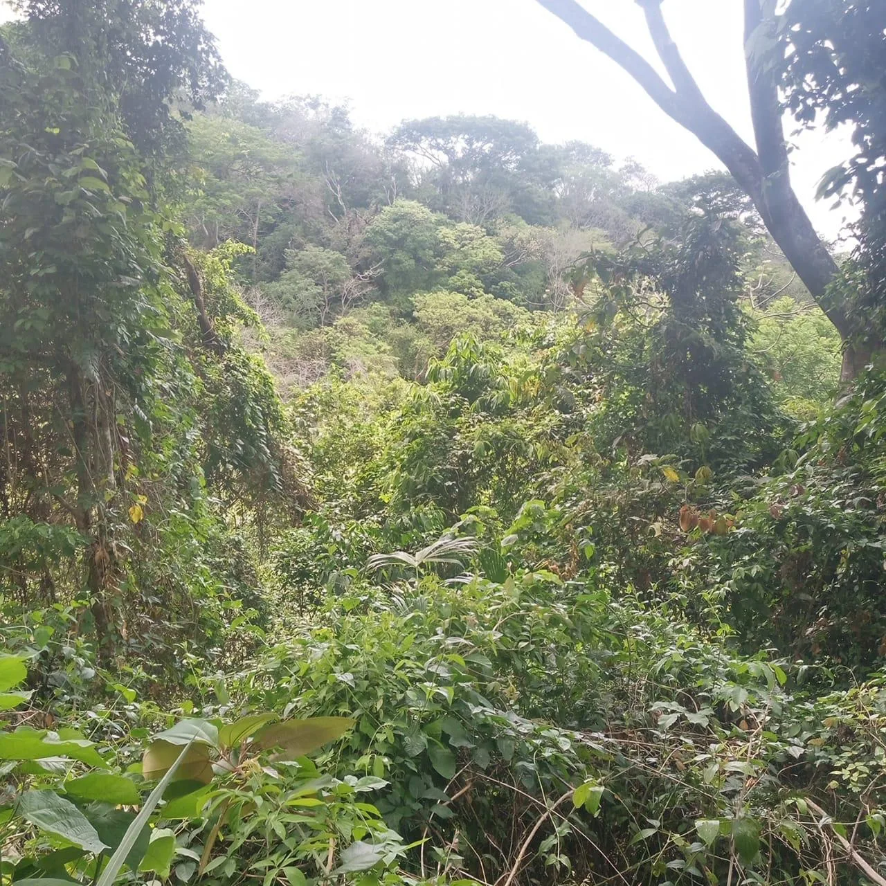 🌿 For Sale: Majestic 175-Hectare Property in San Juan de Mata, Turrubares 🌿, photo 7
