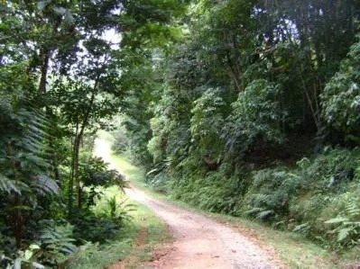 Finca Rainforest Ark a $ 1 el m2, photo 2