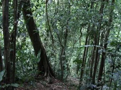 Finca Rainforest Ark a $ 1 el m2, photo 7